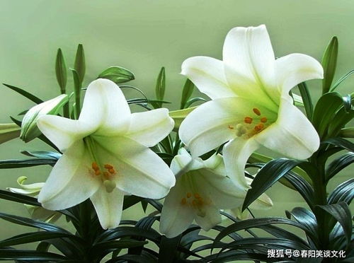 百合花的人生感悟