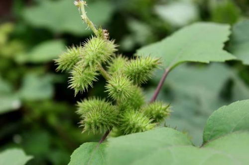 种子传播方法10种
