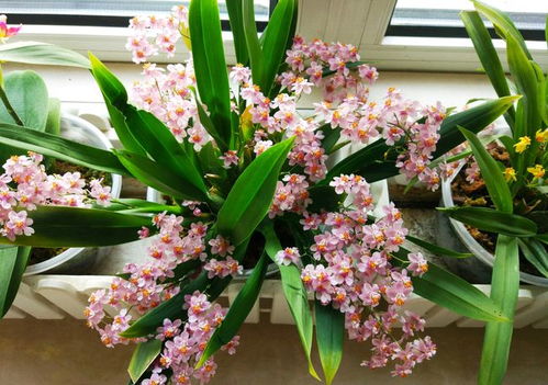 适合冬天养的花有哪些