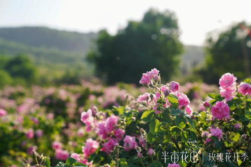 玫瑰花开的季节