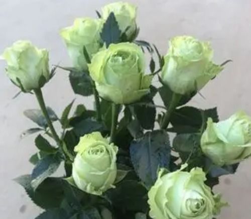 52朵玫瑰花朵数代表的含义