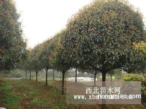 现在桂花树价格多少