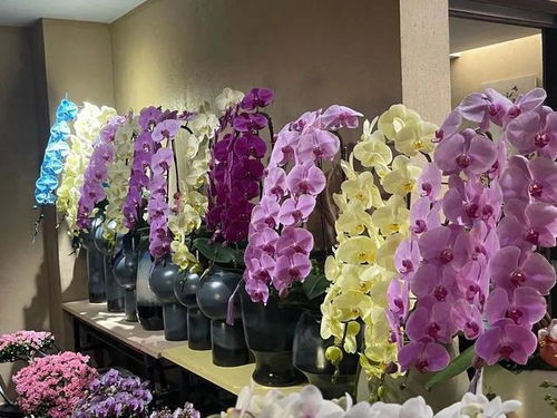 景德镇花店