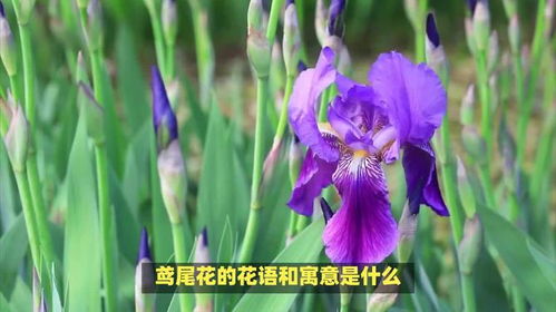 鸢尾花花语是什么