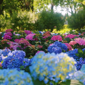 世界花卉大全