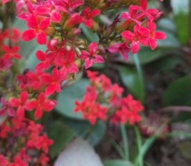 长寿花有毒吗