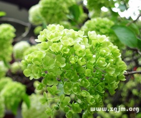花卉图片及名称大全及花语