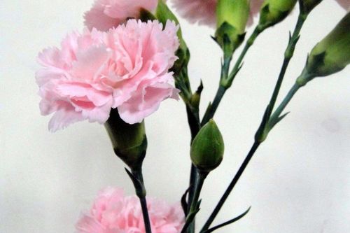 康乃馨花代表什么象征意义
