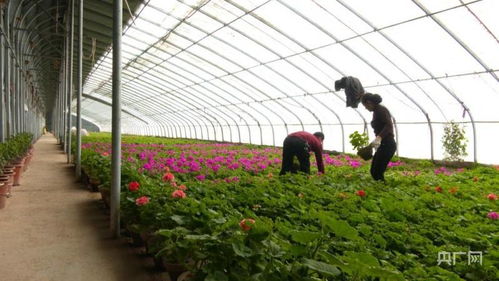 花卉种植大棚养花基地