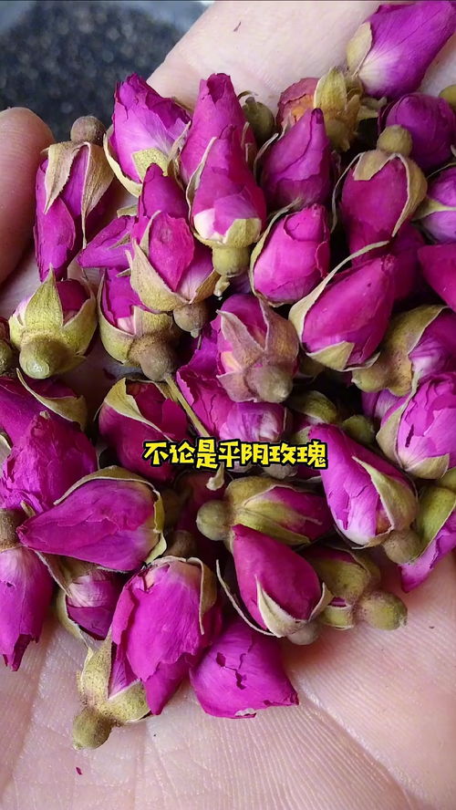 玫瑰花的花语正确的有