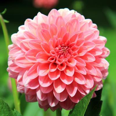 花卉图片大全大图唯美