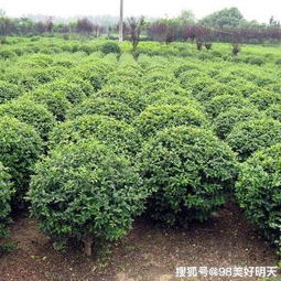 苗木买卖在哪个网