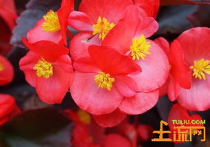 海棠花几月份开花