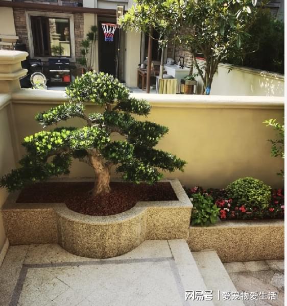 客厅十大镇宅植物