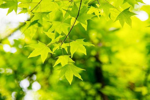梧桐树的特点
