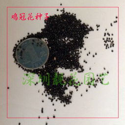 凤仙花种子的特点