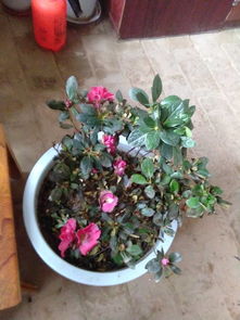 杜鹃花叶子干枯一碰就掉怎么补救