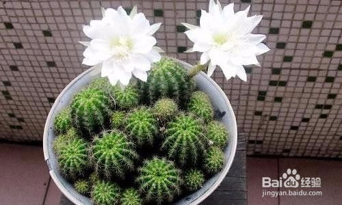 仙人球开花