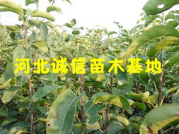 中国十大名贵树苗 中国十大名贵树苗