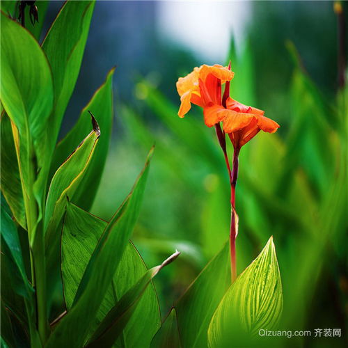 美人蕉可以吃吗