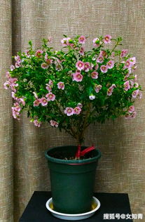 家庭盆栽木本花卉