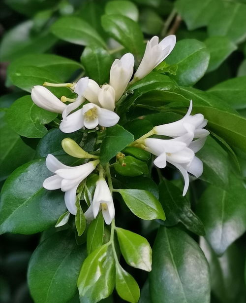 九里香怎么修剪才能促进开花