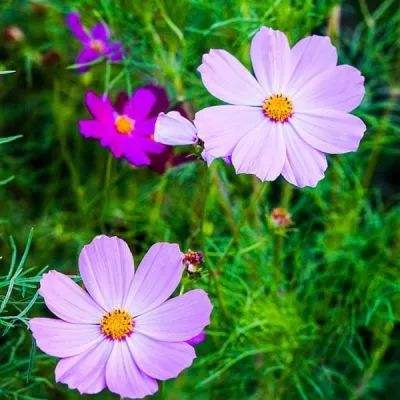 好看的花图片大全 漂亮