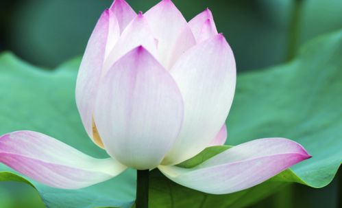 荷花寓意死人