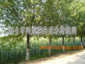 园林绿化工程苗木报价
