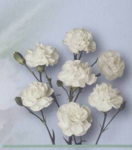 母亲节送花的寓意