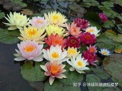 教师节送什么花寓意好