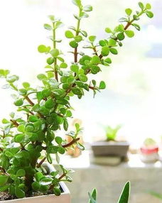 10种植物传播方式