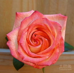 玫瑰花颜色大全