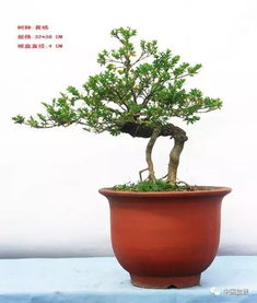 黄杨盆景图片大全欣赏