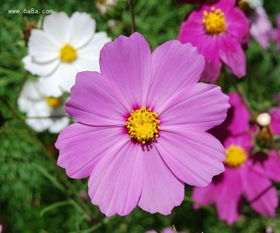 格桑花图片花语
