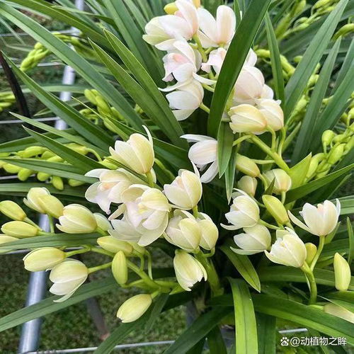 兰花花语