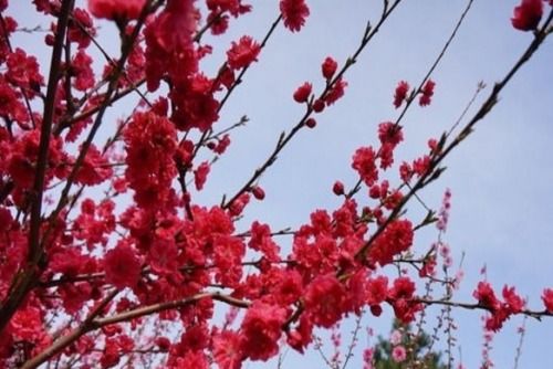 梅花代表什么象征意义