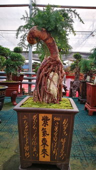 苗木在线交易大厅