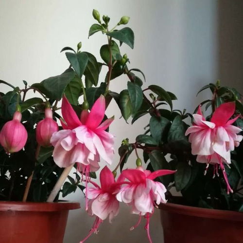 网上订鲜花送人怎么操作