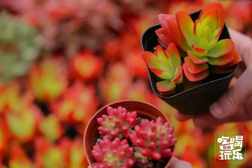 长沙网上订花送花网站
