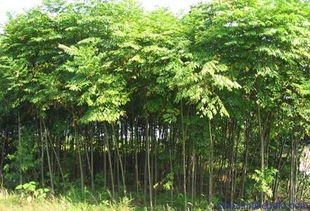 绿化苗木品种大全及价格网站