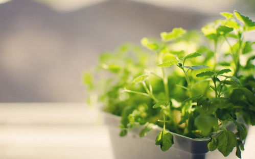 植物图片大全图片