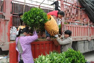 杭州鲜花批发市场在哪里