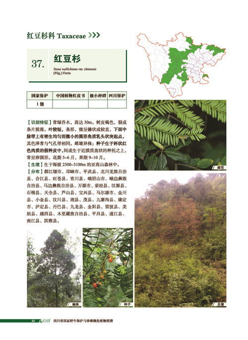 所有植物种子传播方式