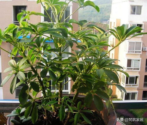 适合懒人养的阳台花卉 适合懒人养的阳台花卉