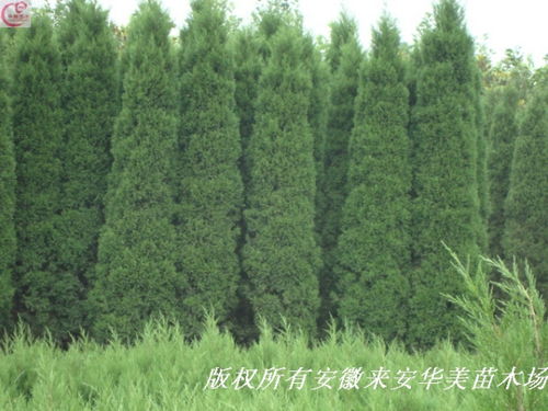 蜀桧树图片