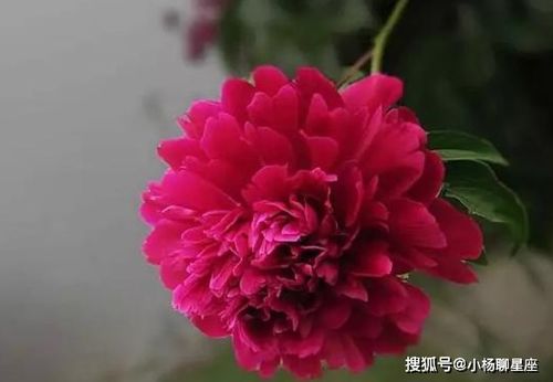 北方可以露地越冬的宿根花卉