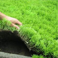 金叶佛甲草