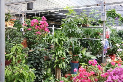 花卉苗木市场