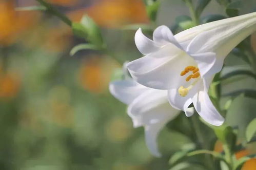 百合花最美六字诗